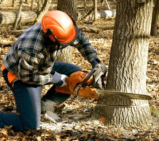 Arborist assessing tree health in Maryland